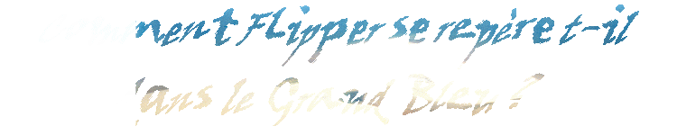 Comment Flipper se repère t-il dans le Grand Bleu ?